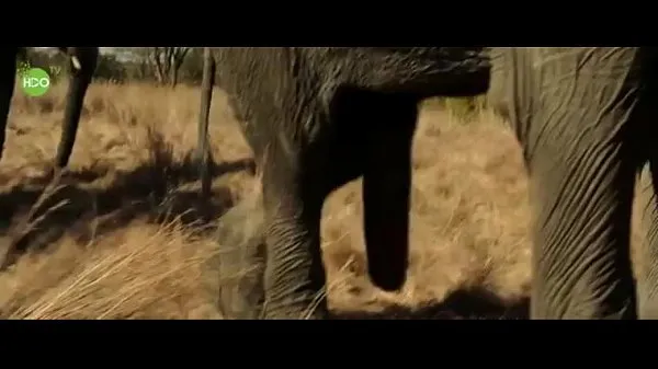 Heiße Elefantenparty 2016feine Clips